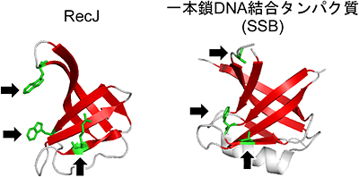 RecJと既知の一本鎖DNA結合タンパク質（SSB）のオリゴヌクレオチド/オリゴ糖結合フォールドの図