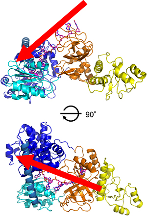 RecJと一本鎖DNAとの結合モデルの図