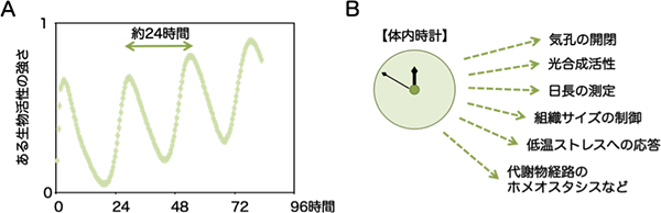 体内時計（概日時計）のつくる概日リズムの図