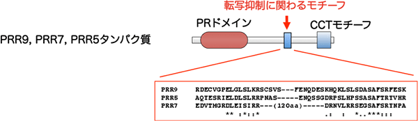 PRR9, PRR7, PRR5タンパク質の機能発見の図