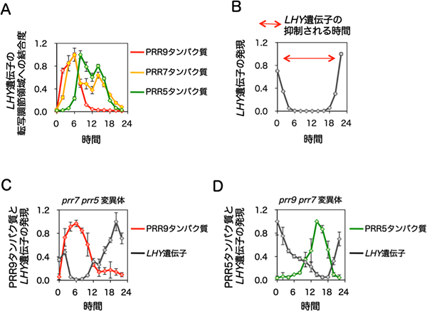 PRR9、PRR7、PRR5タンパク質の機能する時間（日の出からの時間）の特定の図