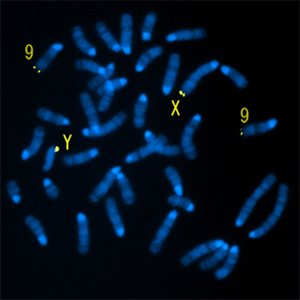 マウスHiomt遺伝子を含むBACクローンを用いたFISH（染色体の蛍光染色）像の図