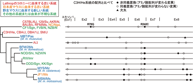 24種類のマウス系統におけるHiomt遺伝子（コード領域）の多型の図