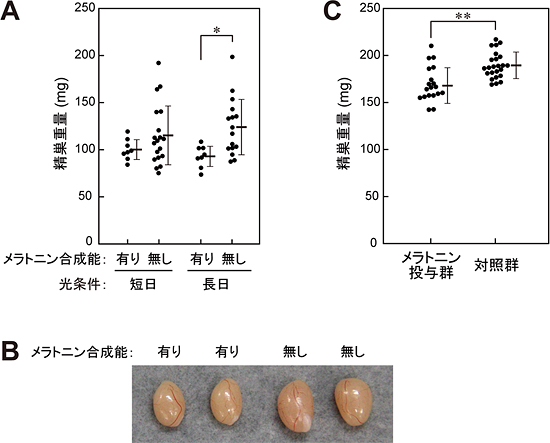 メラトニンが精巣の発達に与える影響の図