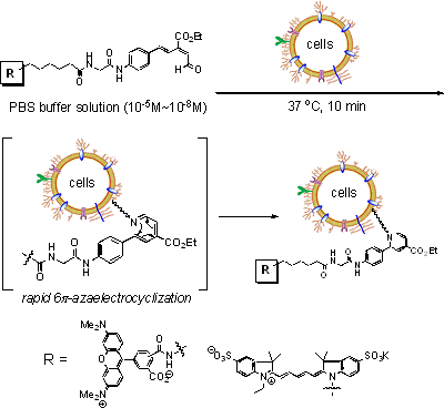 6π-アザ電子環状反応による細胞表層の標識の図