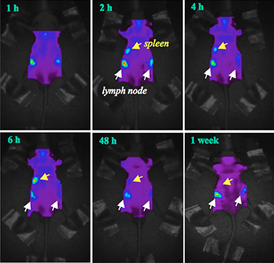 リンパ球ホーミングの非侵襲的蛍光イメージングの図