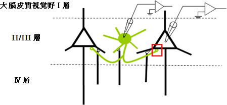 2細胞スライスパッチ記録実験法の図