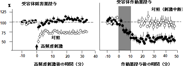 幼若ラットが示す長期抑圧とeCB受容体阻害薬および作動薬の効果の図