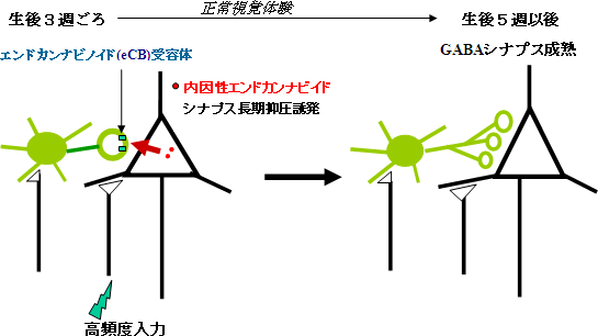 抑制性シナプス発達におけるeCBの働きの図