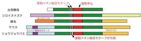 幅広い生物種を超えて保存されている細胞質PNGaseの図