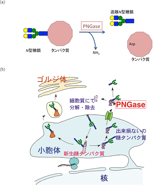 N型糖鎖を切断するPNGaseの酵素活性の図