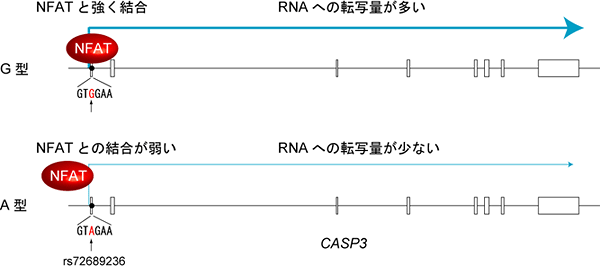 CASP3遺伝子のSNP(rs72689236)と遺伝子の発現との関係の図