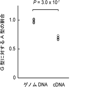 CASP3遺伝子のSNP(rs72689236)と転写量との関係の図