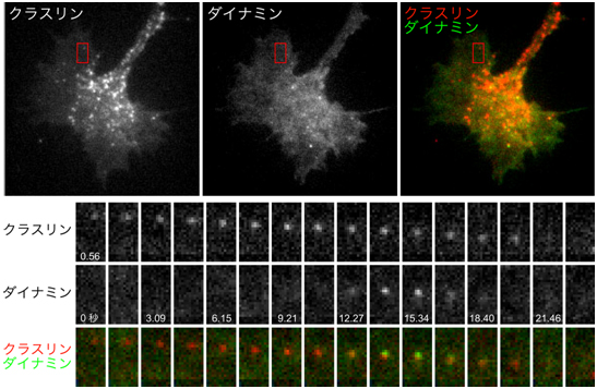 全反射蛍光顕微鏡によるクラスリン依存性エンドサイトーシスの観察像の図