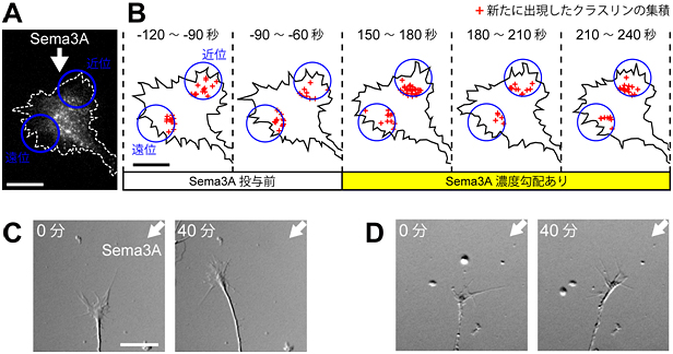 Sema3Aは成長円錐でのエンドサイトーシスを非対称化して神経突起を反発するの図
