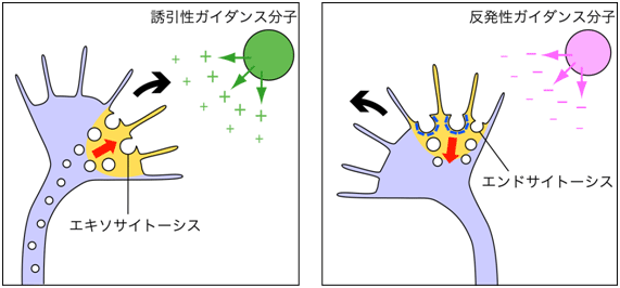 成長円錐での非対称性膜動態は誘引性／反発性ガイダンスを駆動するの図