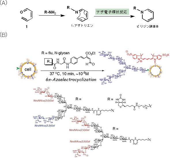 高速6π-アザ電子環状反応（A）とアザ電子環状反応を用いた細胞表面への糖鎖修飾（B）の図