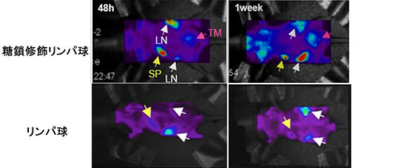 糖鎖修飾活性化リンパ球を用いた非侵襲的がんイメージング（TM：がん組織、LN：リンパ節、SP：脾（ひ）臓）の図