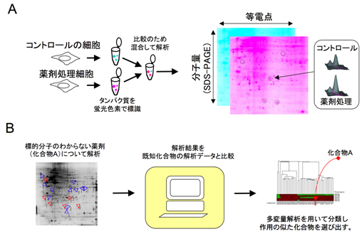 2D-DIGEを用いたプロテオーム解析法と解析結果の薬剤間の比較の図