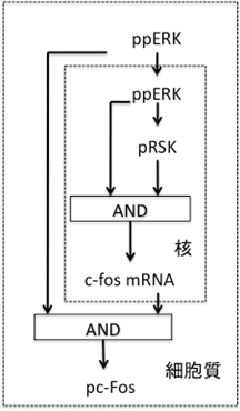 同定した分子回路図の画像