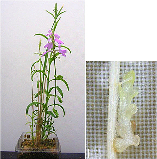 イネに寄生した寄生植物ストライガの画像