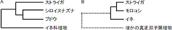 植物の一般的な系統関係（A）とShContig9483の系統解析の結果（B）の簡略図の画像