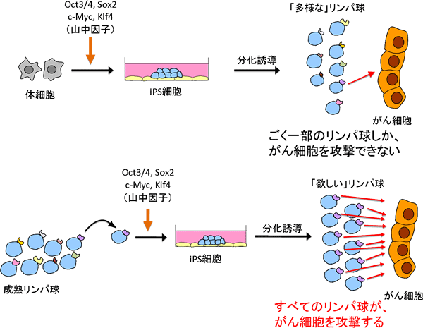 役立つリンパ球だけを作り出す新しい技術の図