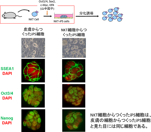 NKT細胞から作ったiPS細胞の様子の図