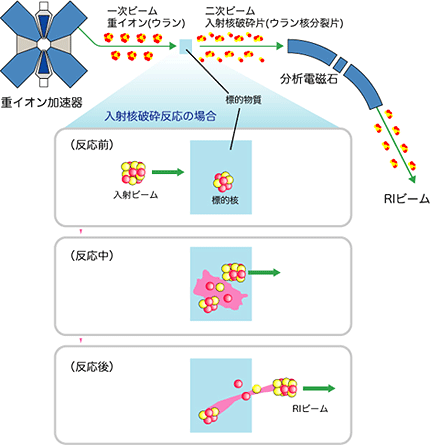 RI ビームの生成方法の図