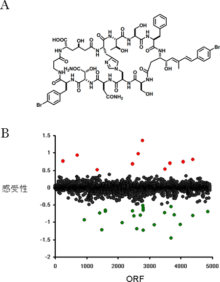 セオネラミドFの化学構造（A）と化合物のプロファイリング（B）の図