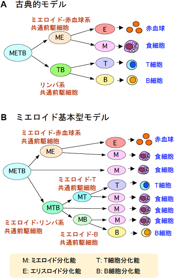造血過程の基本モデルの図