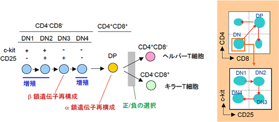 胸腺内T細胞分化経路の図