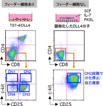 フィーダー細胞を用いないT細胞培養系では、前駆細胞はDN2段階で分化停止し、自己複製サイクルに入るの図