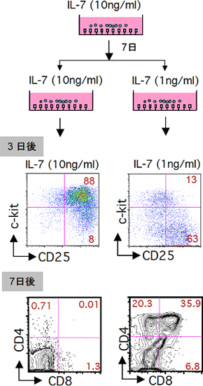 フィーダー細胞を用いないT細胞培養系でIL-7の濃度を減らすと、T細胞は分化を再開するの図