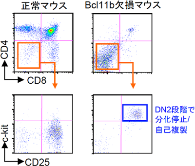 転写因子Bcl11b欠損マウスの胸腺細胞は、DN2段階で分化が停止している