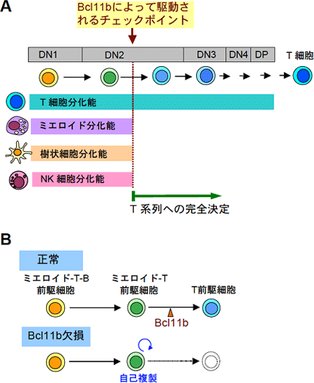 Bcl11b遺伝子はT細胞系列への決定のマスター遺伝子であるの図