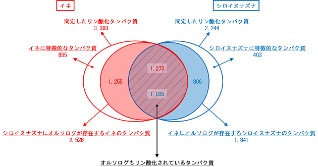 イネとシロイヌナズナのリン酸化プロテオームの重なりの図