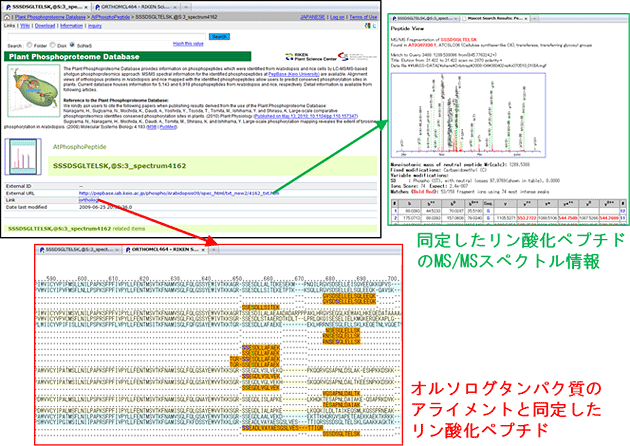 Plant Phosphoproteome Databaseの図