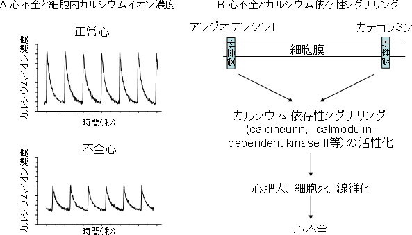 心不全でのカルシウムイオン依存性シグナリングの活性化の図