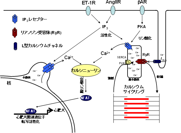 IP3レセプターからのカルシウムイオン流出とカルシニューリンを介した心肥大の図