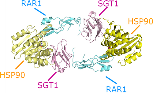 RAR1-SGT1-HSP90複合体形成部位の立体構造の図