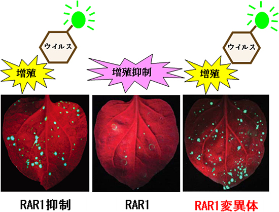 SGT1と結合できないRAR1変異タンパク質は病原体（ウイルス）の増殖を抑制できないの図