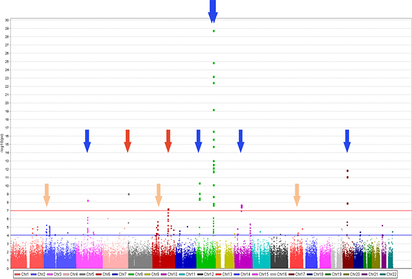 日本人前立腺がんのゲノムワイドのSNP関連解析の結果の図