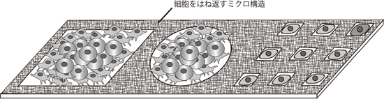 ミクロの凹凸構造の多細胞や単細胞のパターニングチップへの活用例の図