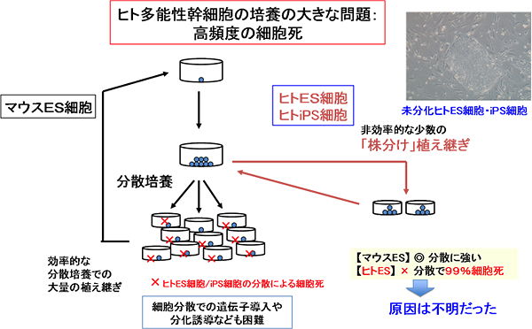 ヒト多能性幹細胞の培養を困難にする細胞死の図