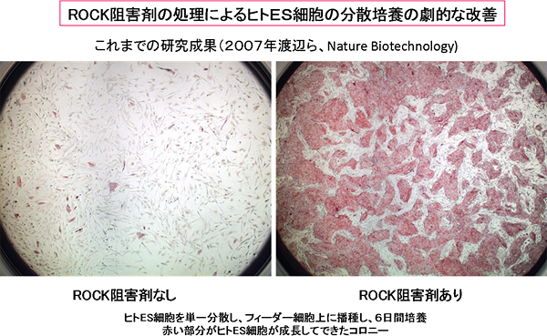 研究グループが以前に発見したROCK阻害剤による分散培養の改善の図