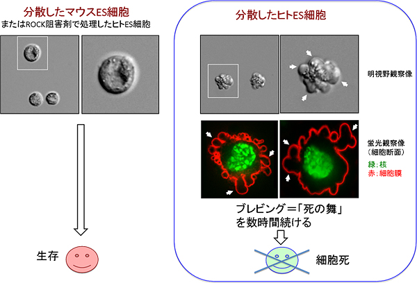 今回発見されたヒトES細胞、iPS細胞の分散培養で見られる特有の「死の舞」の図