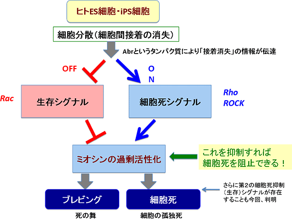 ヒト多能性幹細胞の分散培養時に細胞死を引き起こす細胞内シグナル分子の解明の図