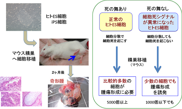 細胞死シグナルが異常なヒト多能性幹細胞は、腫瘍を形成しやすいの図