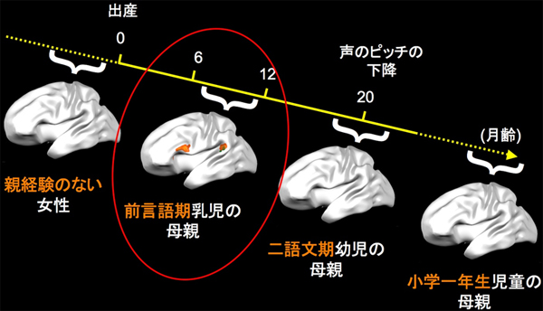 マザリーズによる脳活動は一過的の図